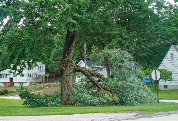 Tree and Shrub Care in Rockford, MI